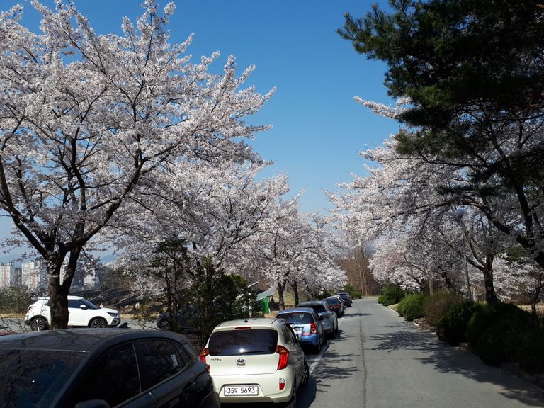 이곳에서 벚꽃구경하세요.
