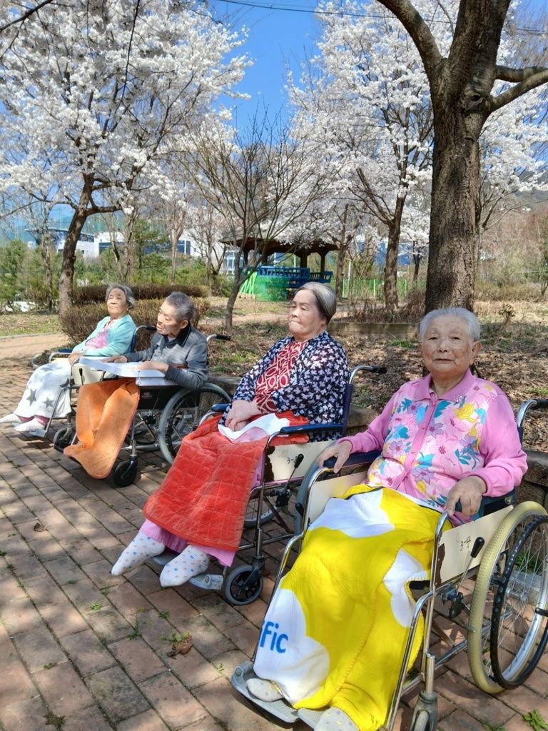 2025.04.11 서로사랑공원 벚꽃 나들이