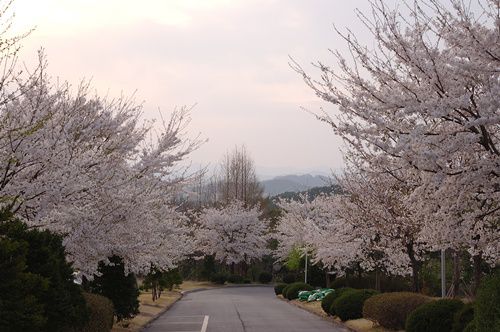 상애원은 벚꽃축제 중...